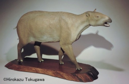 fossil-tapir-%e3%82%af%e3%82%b7%e3%83%ad%e3%83%a0%e3%82%ab%e3%82%b7%e3%83%8f%e3%82%99%e3%82%af-3