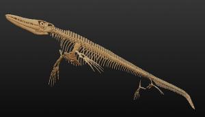 恐竜・古生物・モササウルス・イラスト・模型