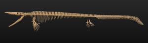 モササウルス・クリダステス・恐竜・古生物・模型・イラスト