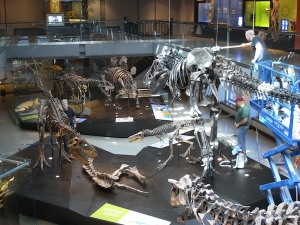 ロサンゼルス郡立自然史博物館恐竜１