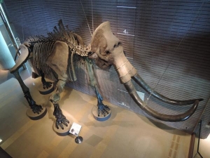 恐竜古生物20154288