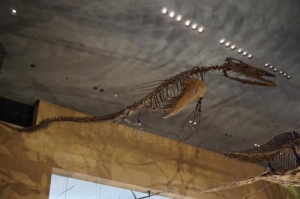 モササウルス.ティロサウルス.北九州